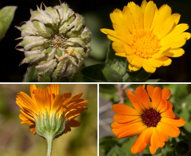 Calendula officinalis