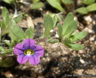 Calibrachoa parviflora