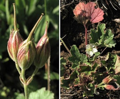 California macrophylla