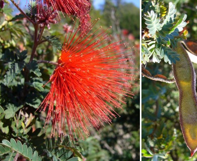 Calliandra californica