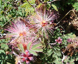 Calliandra eriophylla