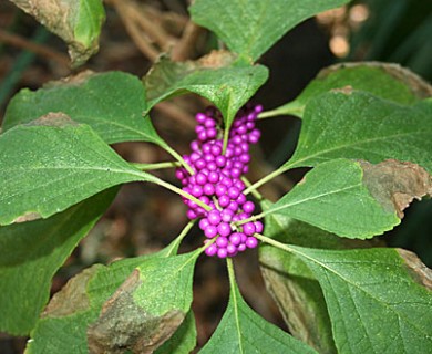 Callicarpa americana