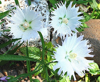 Callirhoe alcaeoides