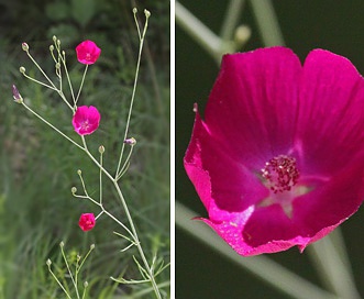 Callirhoe digitata