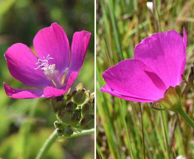 Callirhoe triangulata