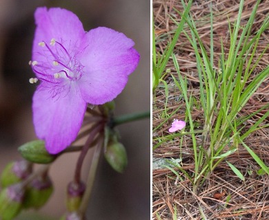 Callisia graminea