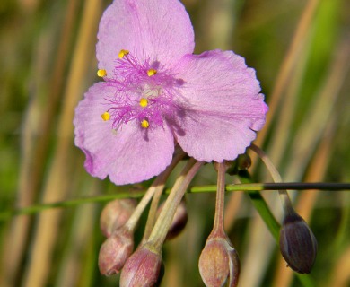 Callisia ornata