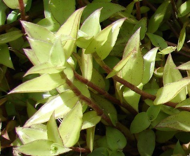 Callisia repens