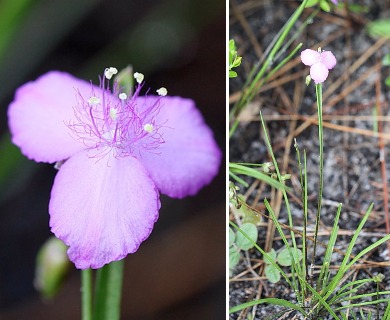 Callisia rosea