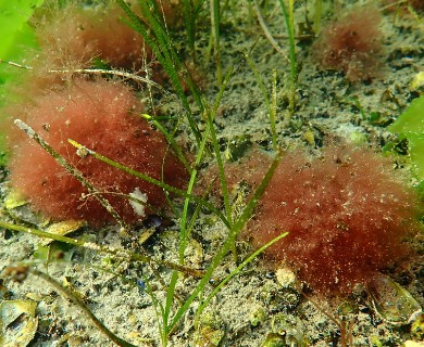 Callithamnion corymbosum