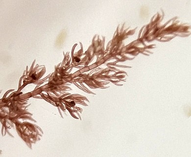 Callithamnion tetragonum