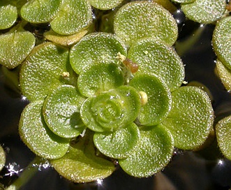 Callitriche heterophylla