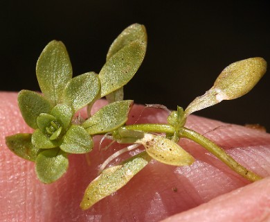 Callitriche palustris