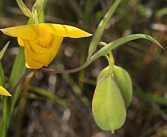 Calochortus amabilis