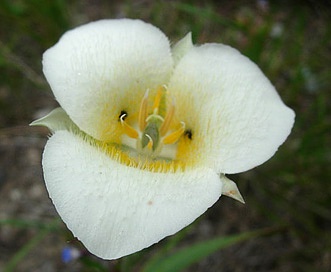 Calochortus apiculatus