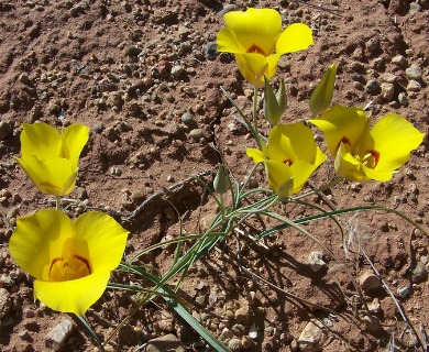 Calochortus aureus