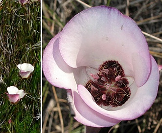 Calochortus catalinae