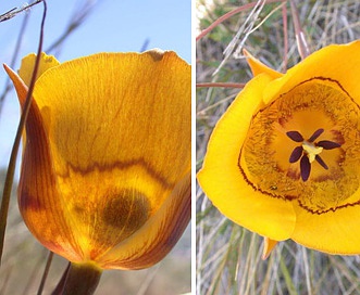 Calochortus clavatus