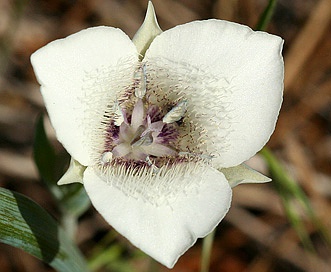 Calochortus elegans