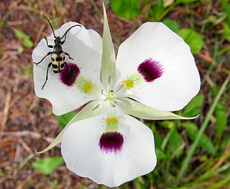 Calochortus eurycarpus