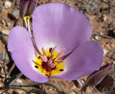 Calochortus flexuosus