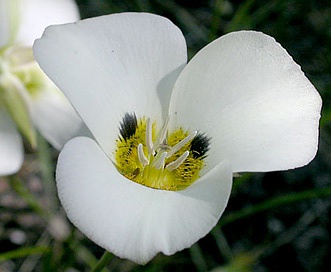 Calochortus leichtlinii