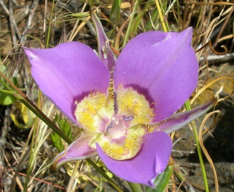 Calochortus macrocarpus