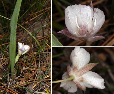 Calochortus minimus