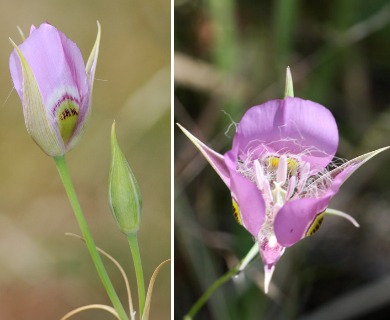 Calochortus nitidus