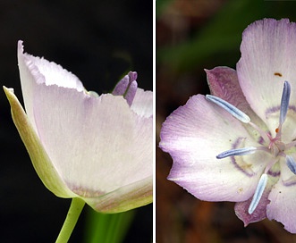 Calochortus nudus