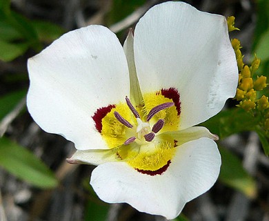 Calochortus nuttallii