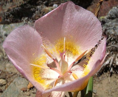 Calochortus persistens