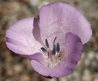 Calochortus splendens