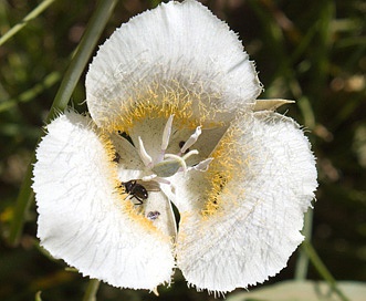 Calochortus subalpinus