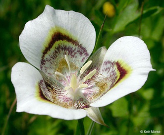 Calochortus superbus