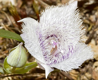 Calochortus tolmiei