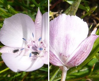 Calochortus umbellatus