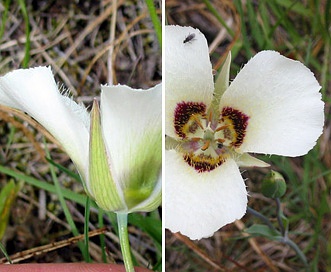 Calochortus umpquaensis