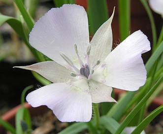 Calochortus uniflorus