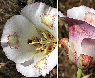 Calochortus venustus