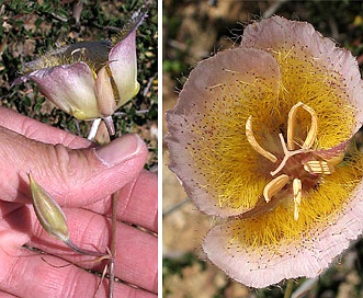 Calochortus weedii