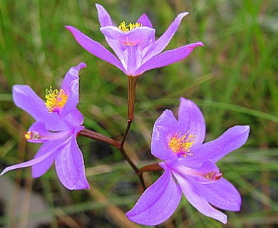 Calopogon barbatus