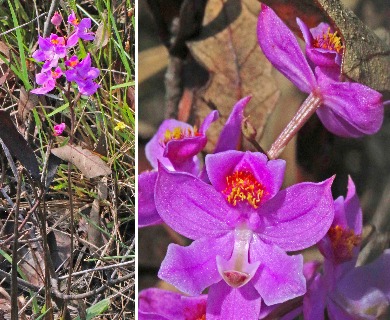 Calopogon multiflorus