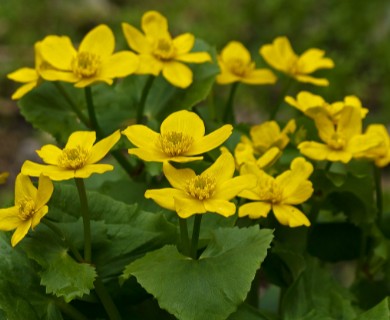 Caltha palustris