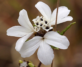 Calycadenia fremontii