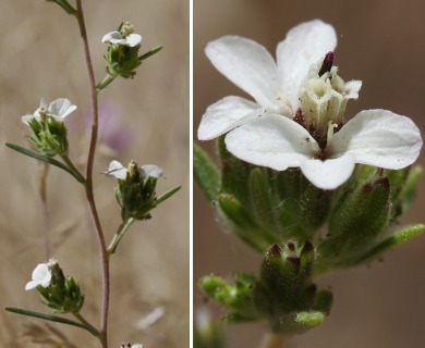 Calycadenia mollis