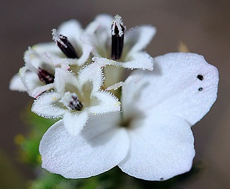 Calycadenia pauciflora