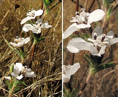 Calycadenia spicata