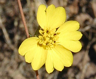 Calycadenia truncata