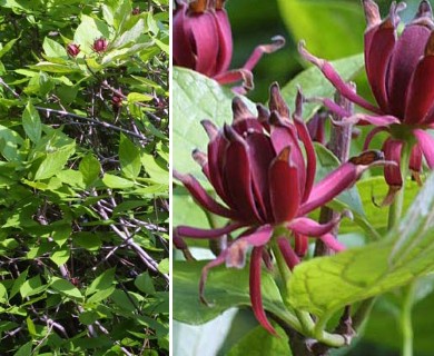 Calycanthus floridus